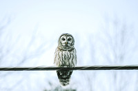 A Barred Owl sets on a power line during a Missouri Winter