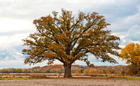 The Big Tree near McBaine Missouri at Fall